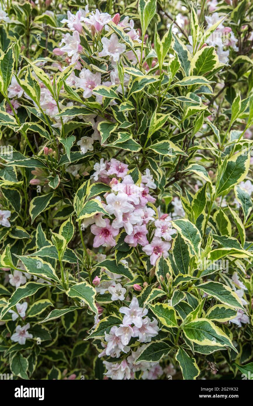 Weigela florida variegata aurea Fotos und Bildmaterial in hoher