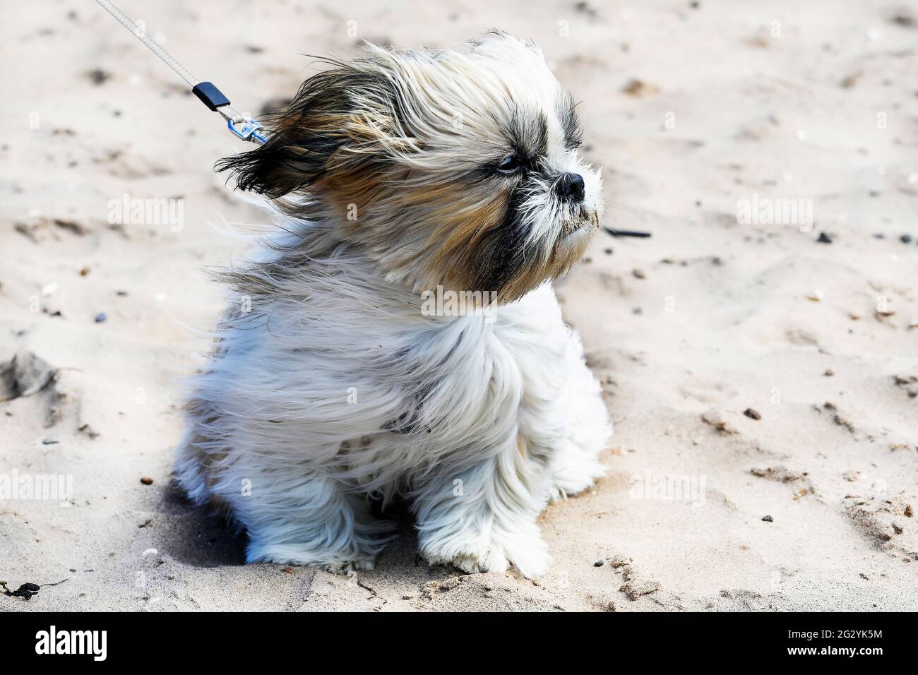 Irvine, Großbritannien. , . BUBA, ein 16 Wochen alter Shihtzu-Welpe, reiste von Coatbridge nach Irvine, um den wohl sonnigsten und wärmsten Tag des Jahres zu genießen, der aber von den starken windigen Bedingungen nicht beeindruckt zu sein scheint. Kredit: Findlay/Alamy Live Nachrichten Stockfoto