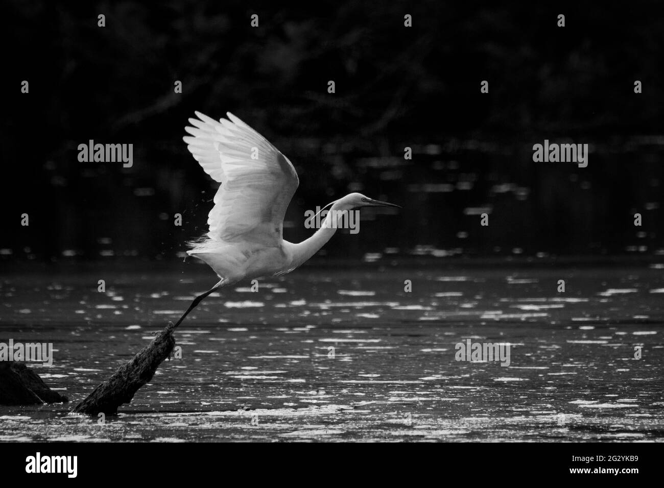 Egretta garzetta Reiher fliegt von einem Zweig in einem Sumpf aus Stockfoto