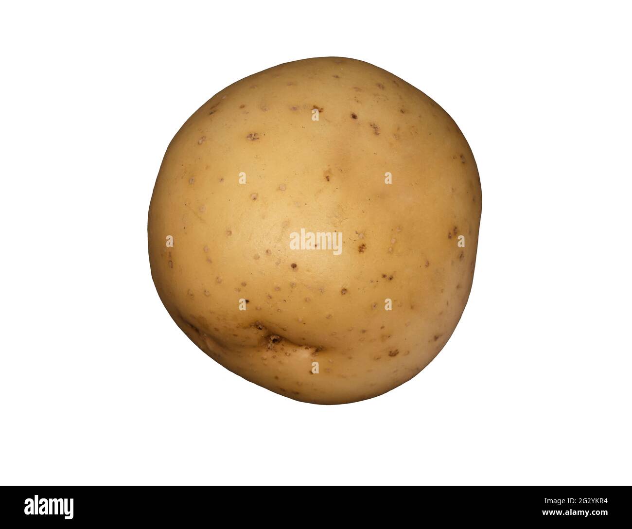 Eine weiße Kartoffel auf einem schlichten weißen Hintergrund Stockfoto