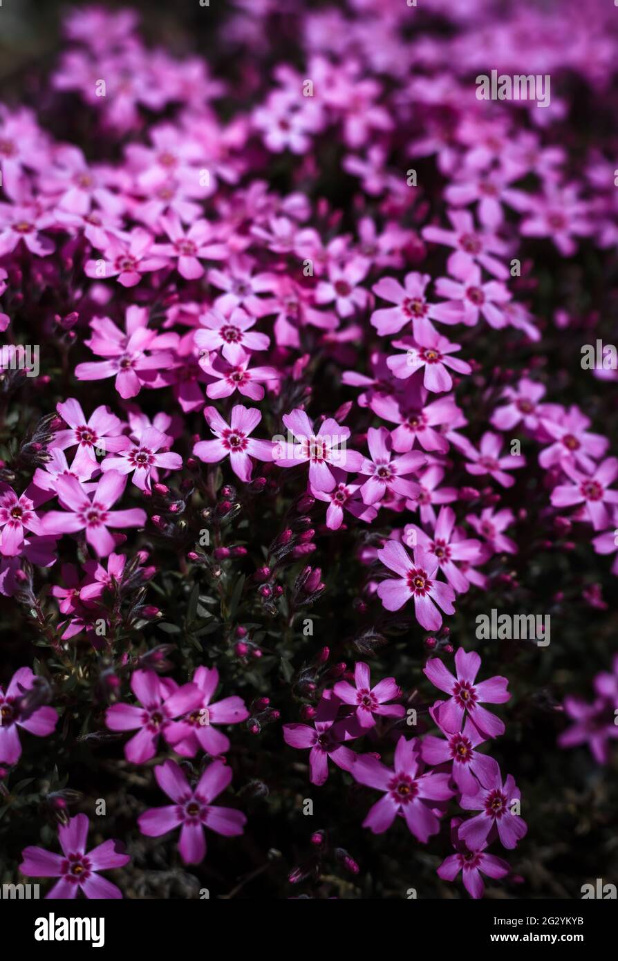 Schleichende Phlox-Blumen isoliert auf dunklem Hintergrund Stockfoto
