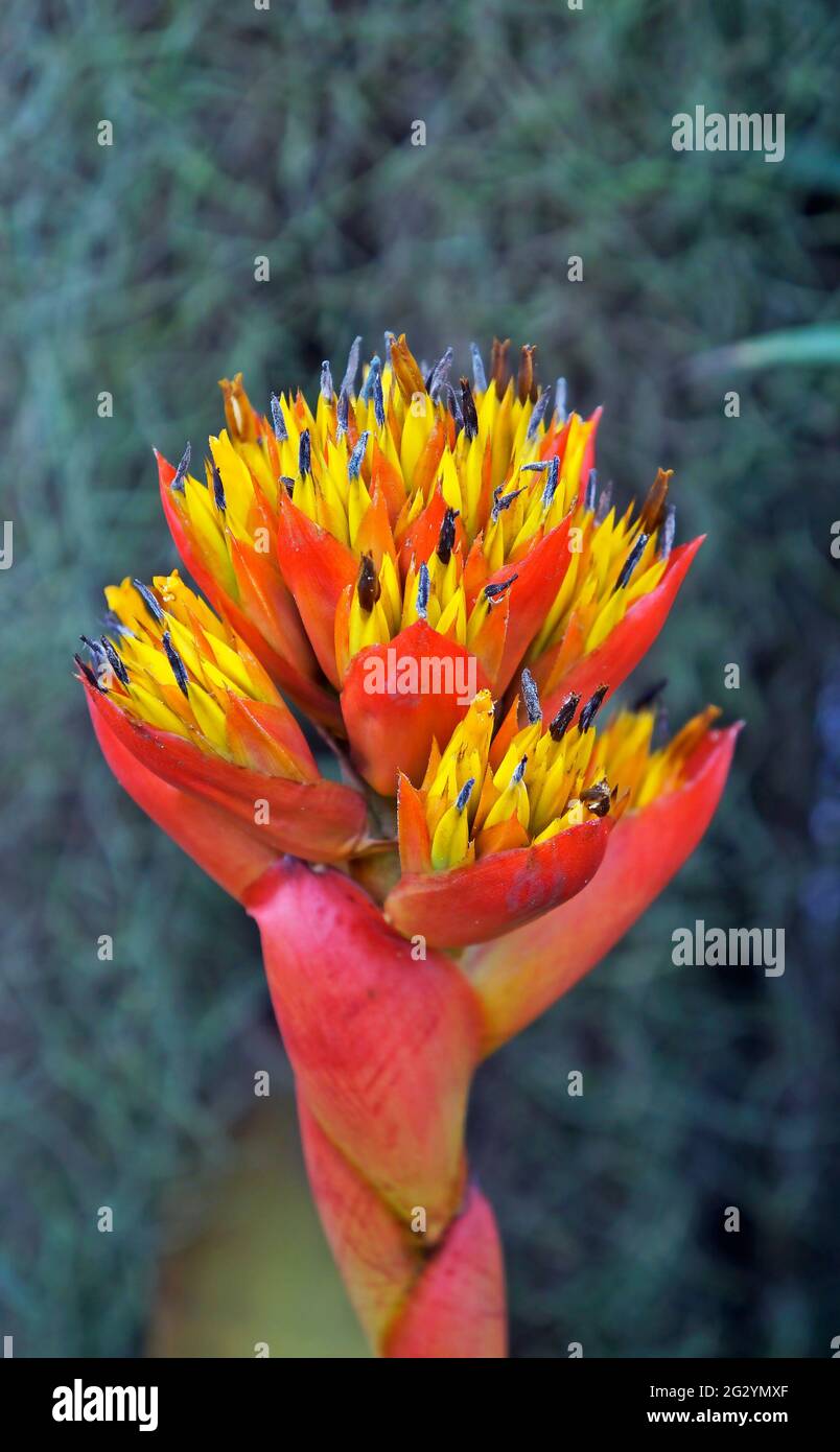 Bromelien-Blütenstand im tropischen Regenwald Stockfoto