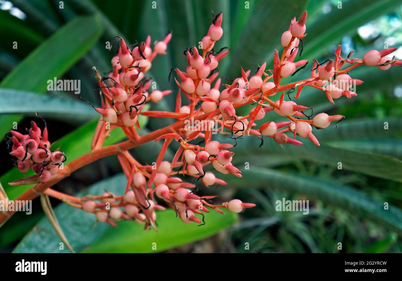 Bromelien-Blütenstand im tropischen Regenwald Stockfoto