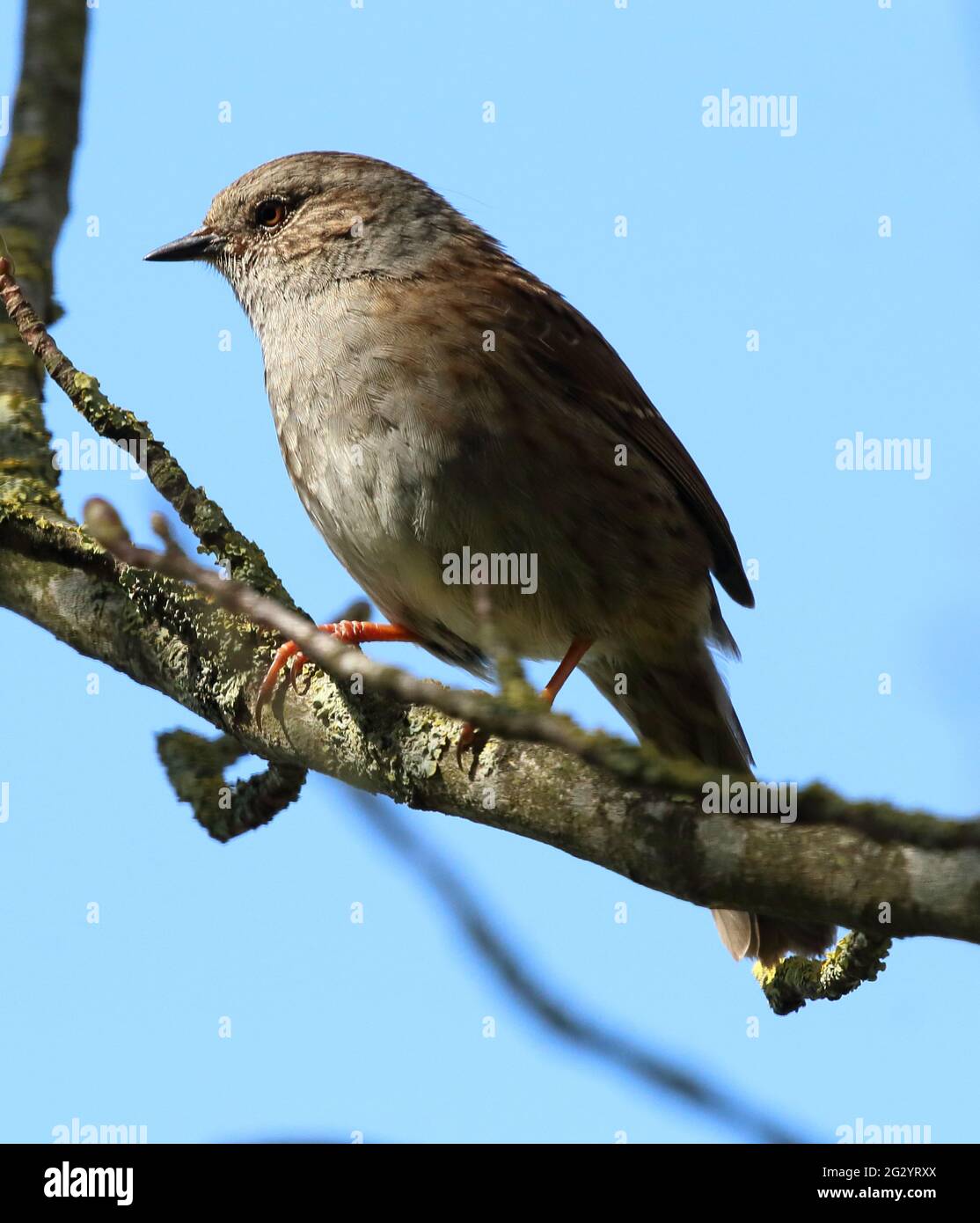 Dunnock (Prunella Modularis), früher bekannt als Hedge Sparrow Stockfoto
