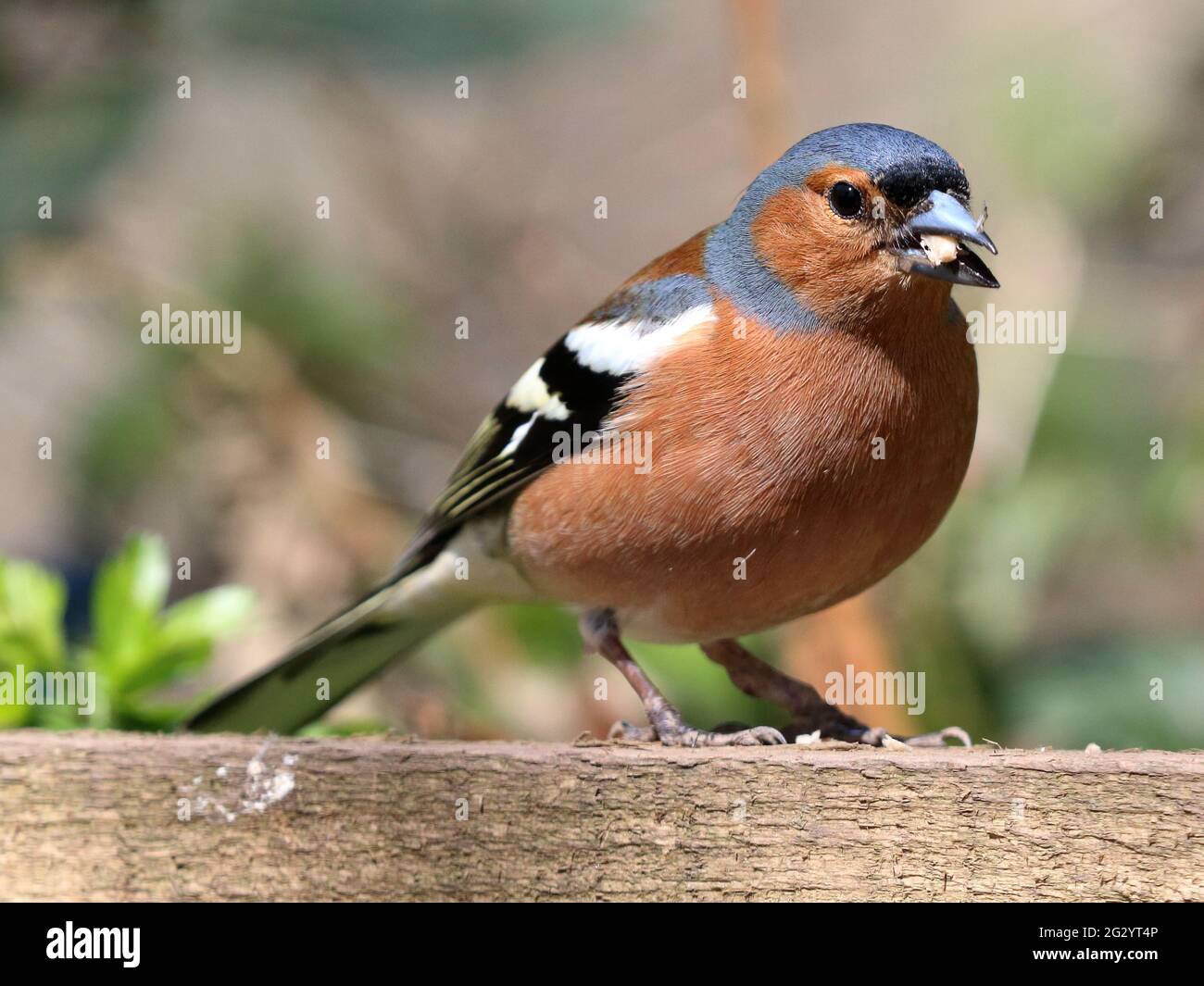 Gemeinsame Buchfink (Fringilla coelebs) Stockfoto