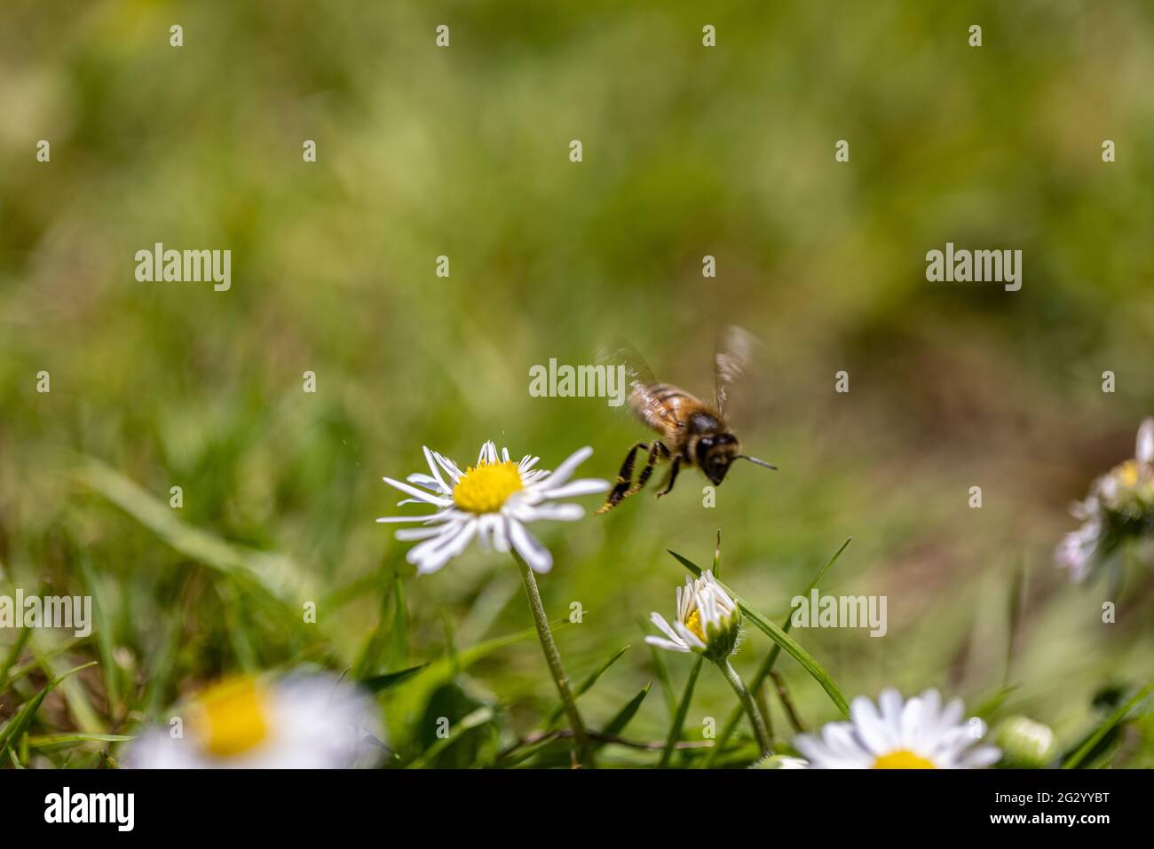 Britische Honigbiene fliegt nach der Pollenextraktion von einer Gänseblümchen weg Stockfoto