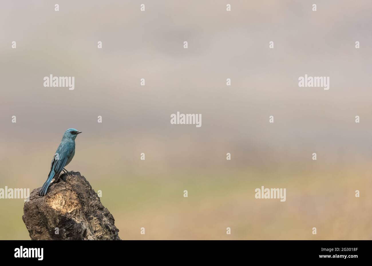 Verditer Flycatcher (Eumyias thalassinus) Vogel, der in der Nähe des Wasserkörpers thront. Stockfoto