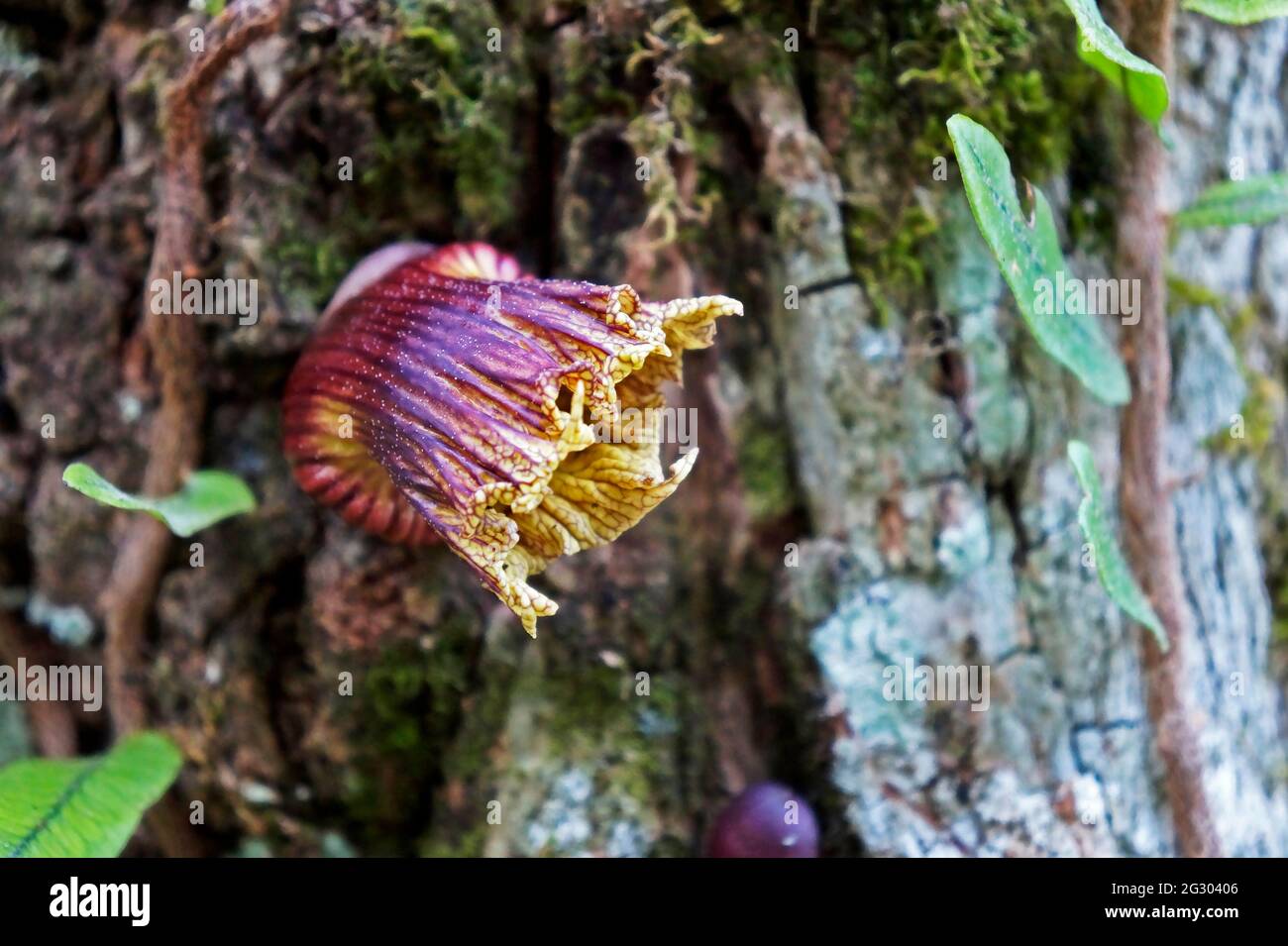 Calabash-Baumblume (Crescentia alata) Stockfoto