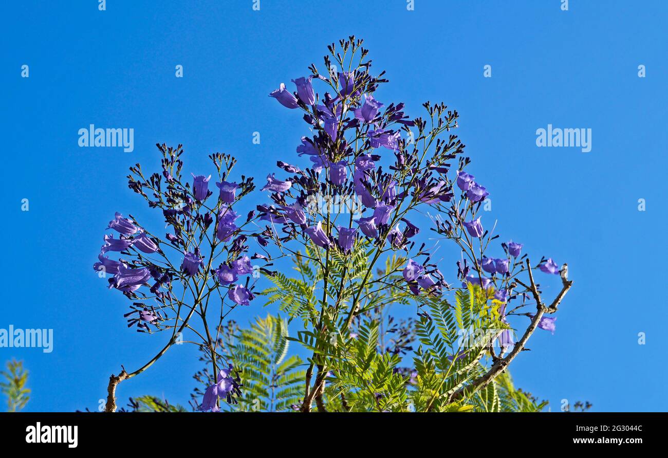 Blaue Jacaranda-Blüten (Jacaranda mimosifolia) Stockfoto