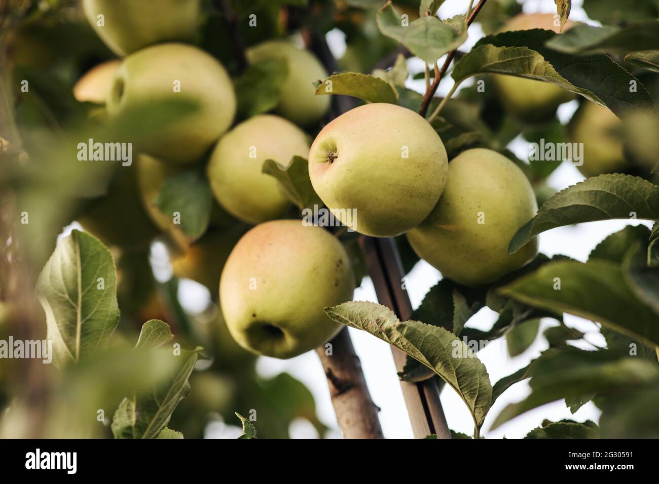 Köstliche saftige Bio-Früchte im Garten bereit für die Ernte. Landwirtschaft im Sommer Stockfoto