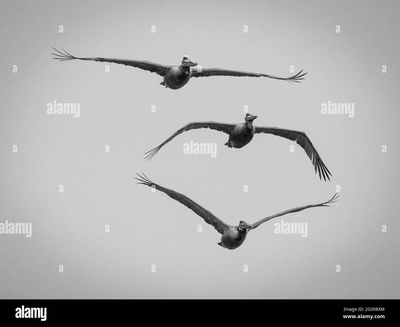 Drei Pelikane schweben über dem pazifischen Ozean isoliert gegen einen wolkigen schwarz-weißen Himmel. Stockfoto