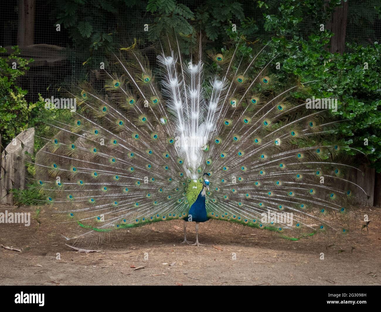 Ein männlicher Pfau streut seine Sachen in einem Zoo in Phoenix, Arizona. Er hat einen Abschnitt aus weißen Federn. Stockfoto
