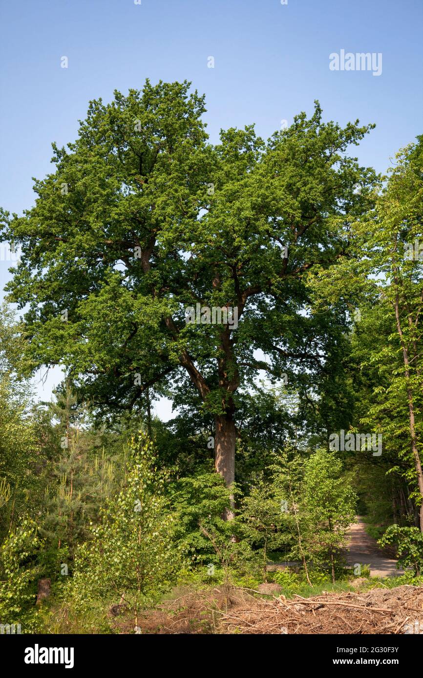 Kaisereiche im Königswald bei Bergisch Gladbach, Nordrhein-Westfalen, Deutschland. Die Kaisereiche im Königsforst bei Bergi Stockfoto