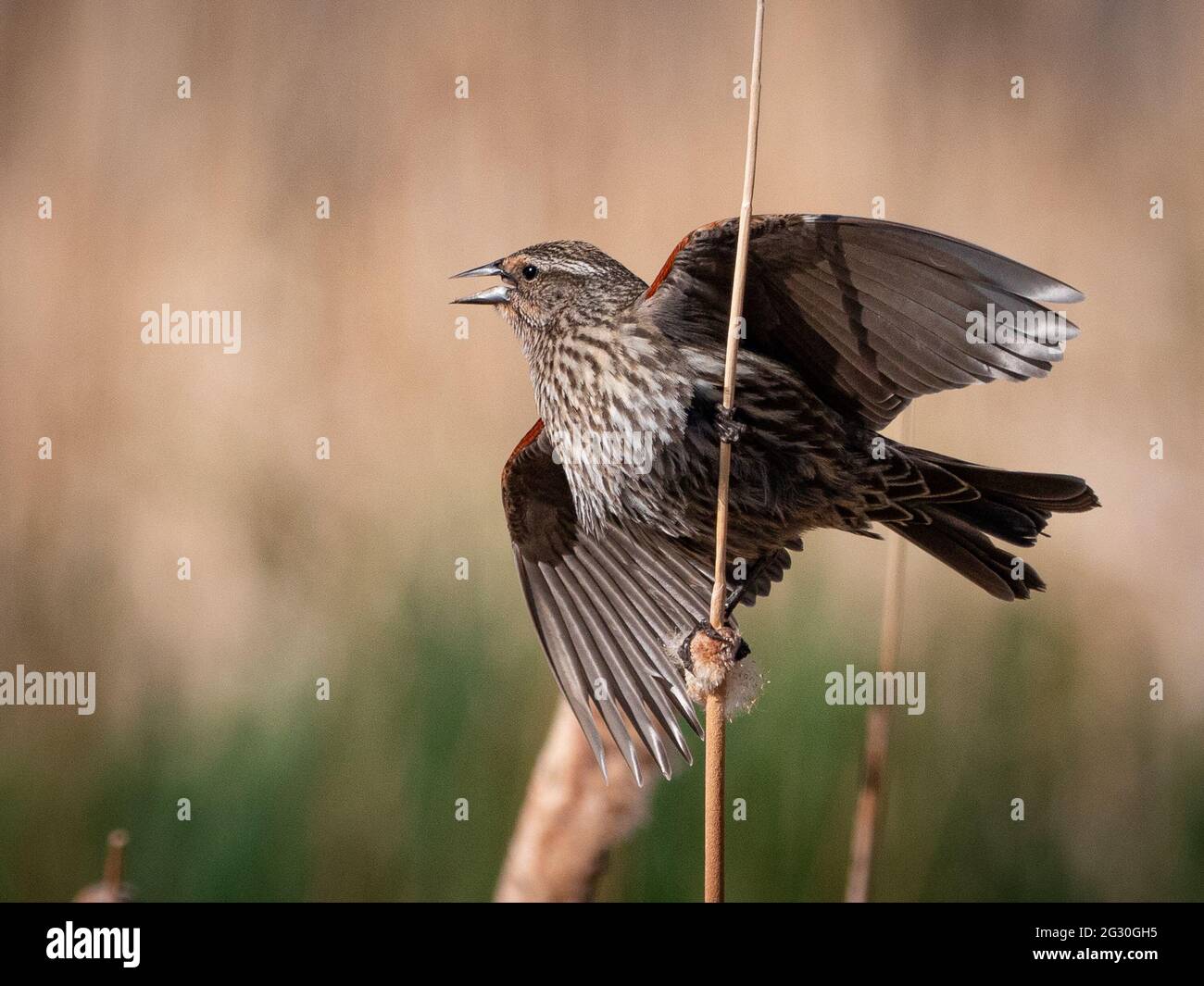 Eine weibliche RotflügelAmsel klammert sich an ein braunes Schilf in der Nähe eines Teiches in Flagstaff, Arizona. Stockfoto