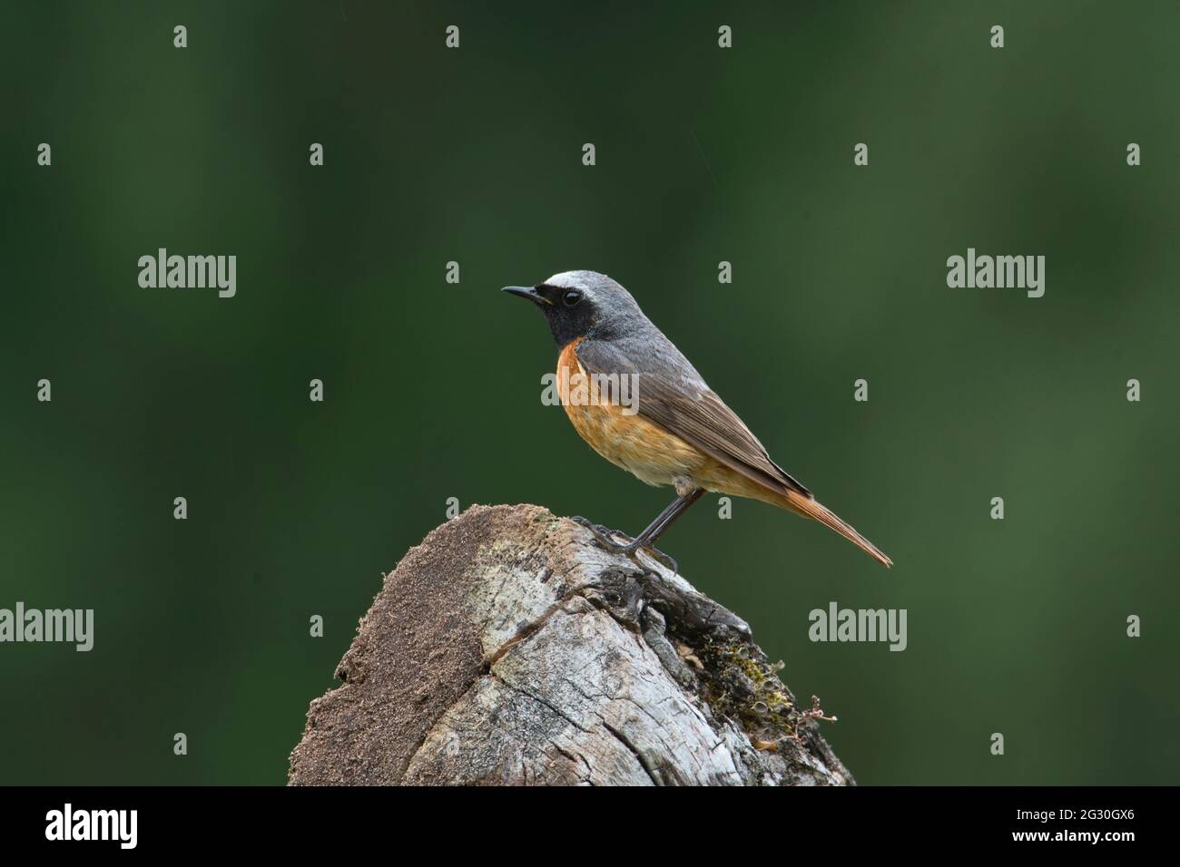 Männlicher Rotstarter (Phoenicurus phoenicurus) im Sommergefieder Stockfoto