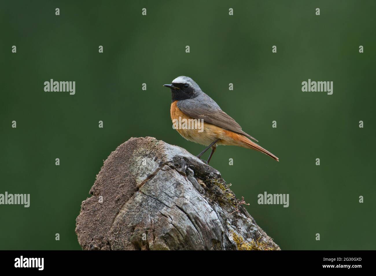 Männlicher Rotstarter (Phoenicurus phoenicurus) im Sommergefieder Stockfoto