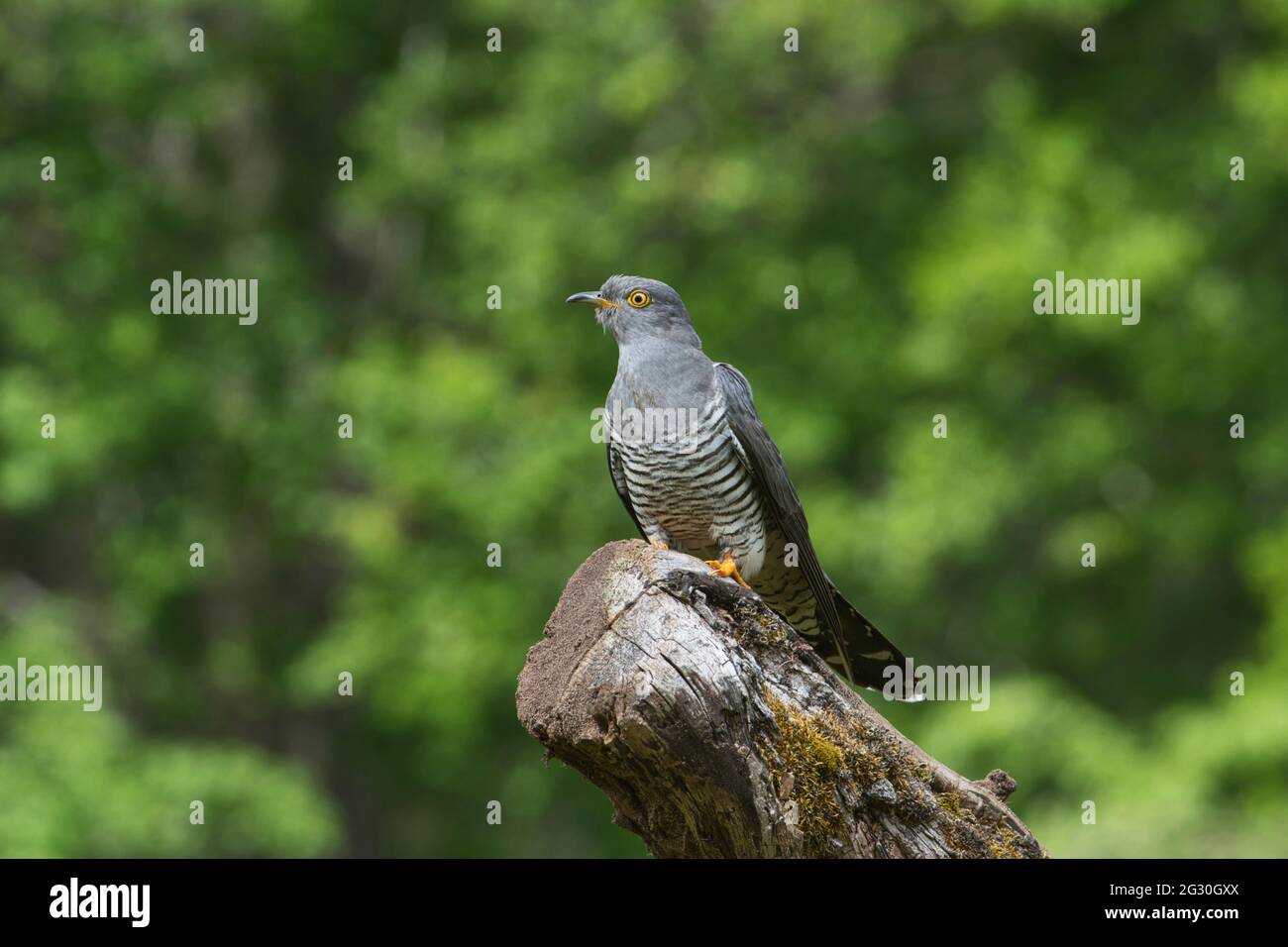 Kuckuck (Cuculus canorus). Dieses Männchen, lokal bekannt als Colin der Kuckuck, ist seit mindestens 5 Jahren im Sommer präsent (2016 - 2021) Stockfoto