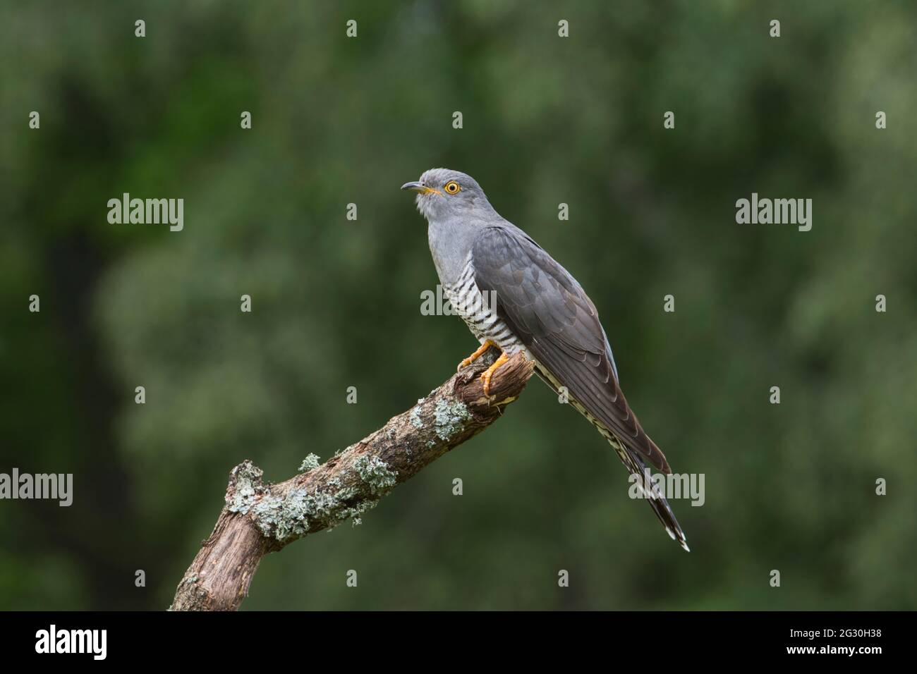Kuckuck (Cuculus canorus). Dieses Männchen, lokal bekannt als Colin der Kuckuck, ist seit mindestens 5 Jahren im Sommer präsent (2016 - 2021) Stockfoto