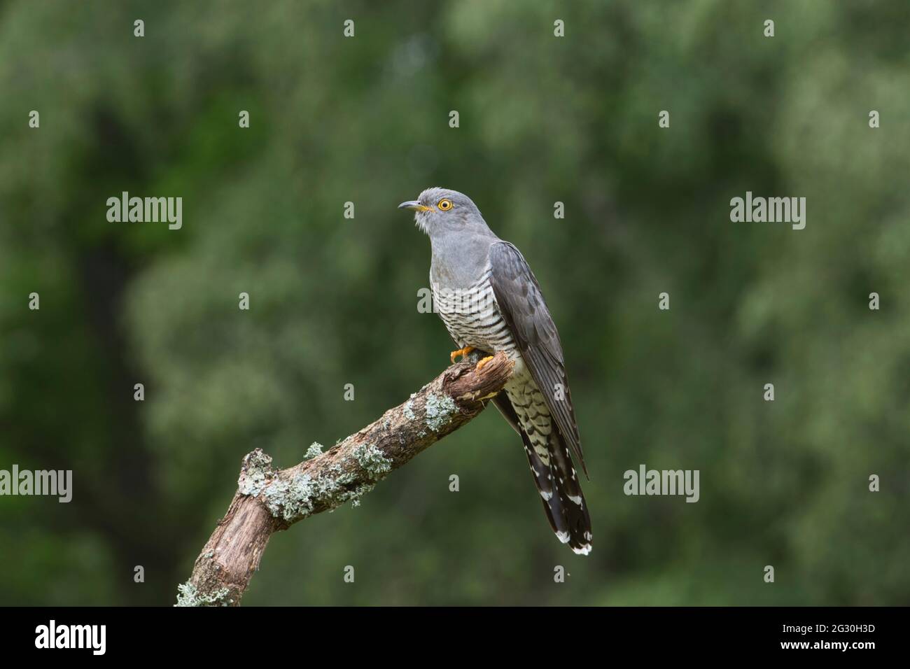 Kuckuck (Cuculus canorus). Dieses Männchen, lokal bekannt als Colin der Kuckuck, ist seit mindestens 5 Jahren im Sommer präsent (2016 - 2021) Stockfoto