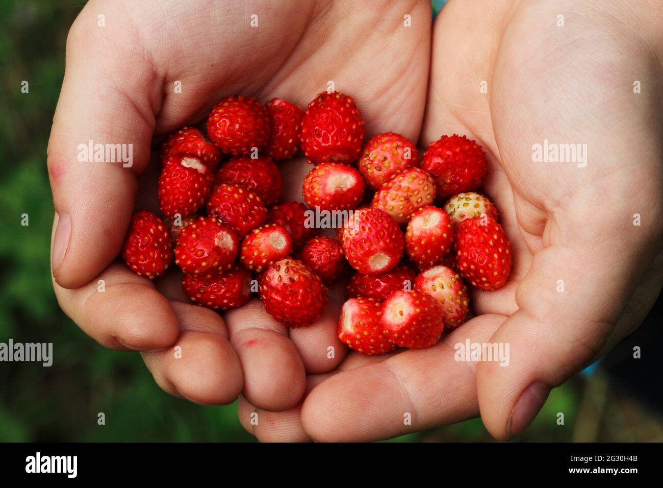 Eine Handvoll wilder Erdbeeren in Kinderpalmen Stockfoto