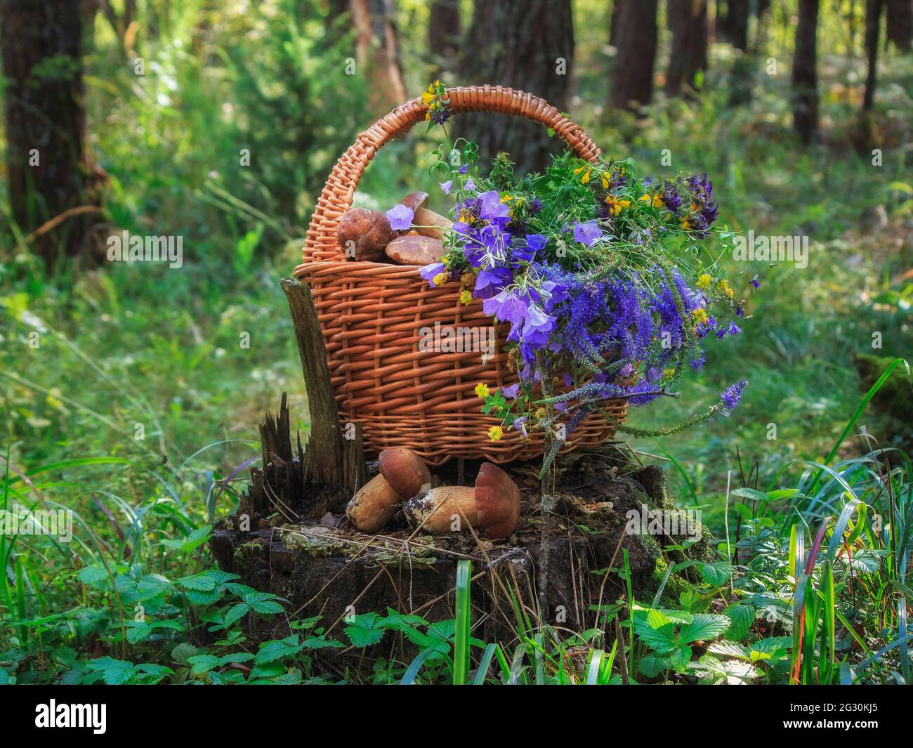 Stillleben mit Pilzen im Wald Stockfoto