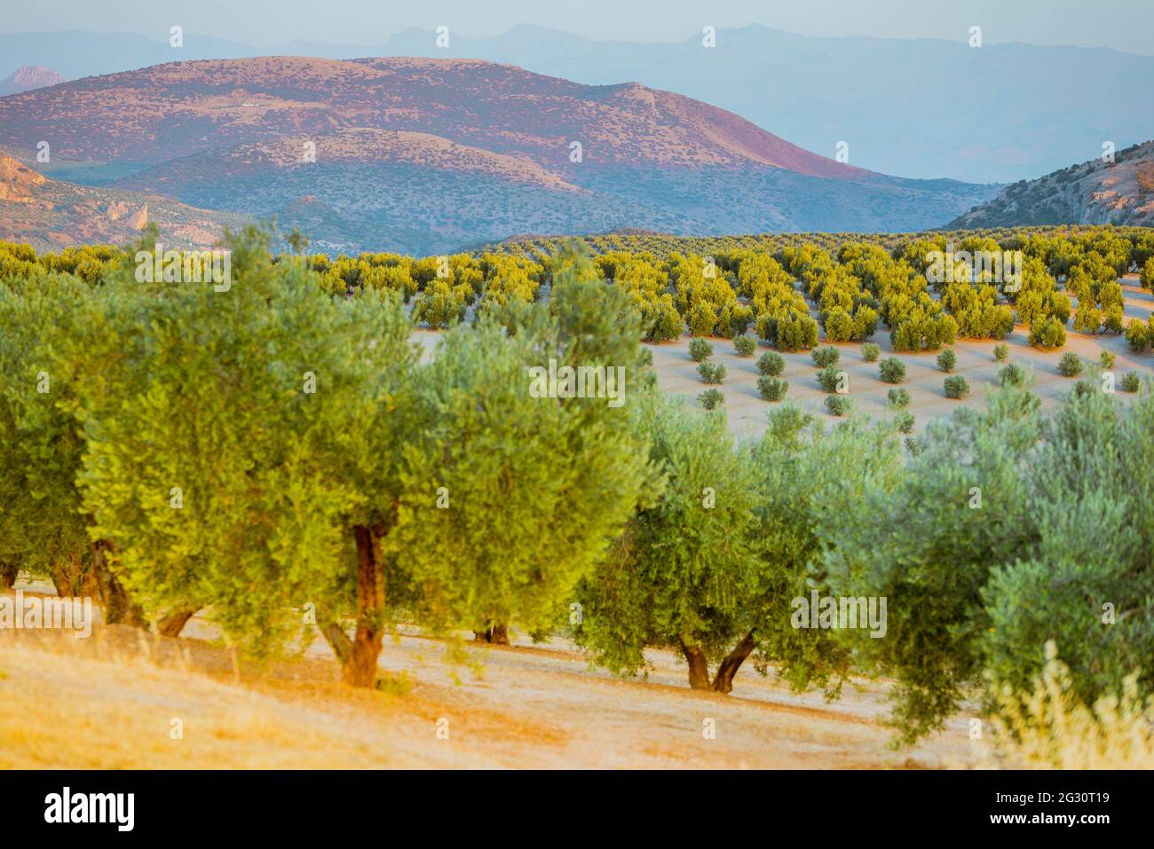 Olivenhain bei Sonnenuntergang in einem warmen Sommer. Provinz Jaén, Andalucía, Spanien, Europa Stockfoto