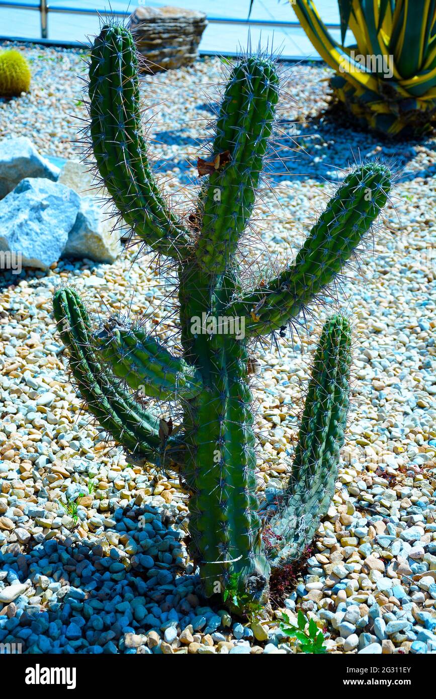 Gruppe von vorbereitet für trendige Landschaftsgestaltung übergroßen Topfkakteen oder Echinocactus grusonii in Kunststofftöpfen im Gartencenter. Dekorativ Stockfoto