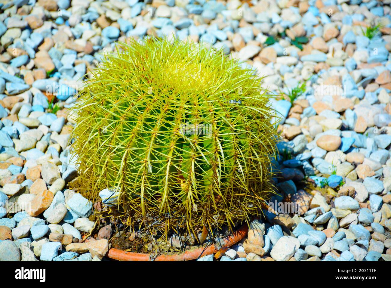 Gruppe von vorbereitet für trendige Landschaftsgestaltung übergroßen Topfkakteen oder Echinocactus grusonii in Kunststofftöpfen im Gartencenter. Dekorativ Stockfoto