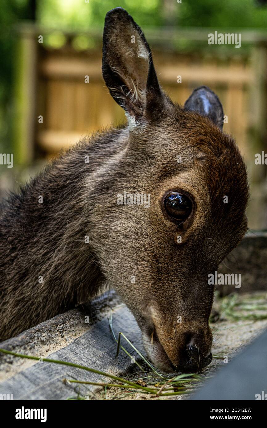 Nahaufnahme eines Rehkitz, der Gras aus einem Futterhäuschen frisst. Stockfoto