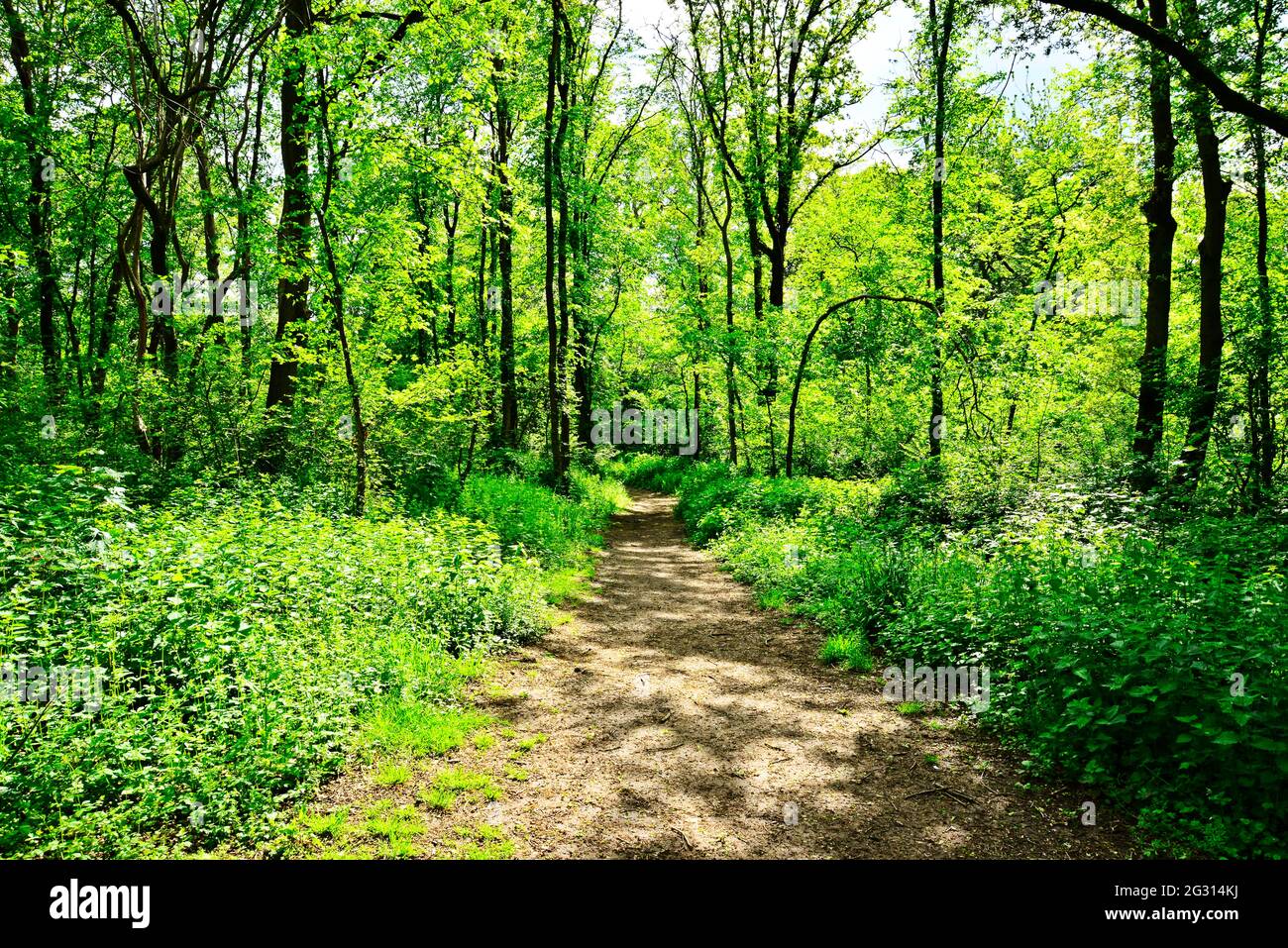 Wanderweg im Wald Stockfoto