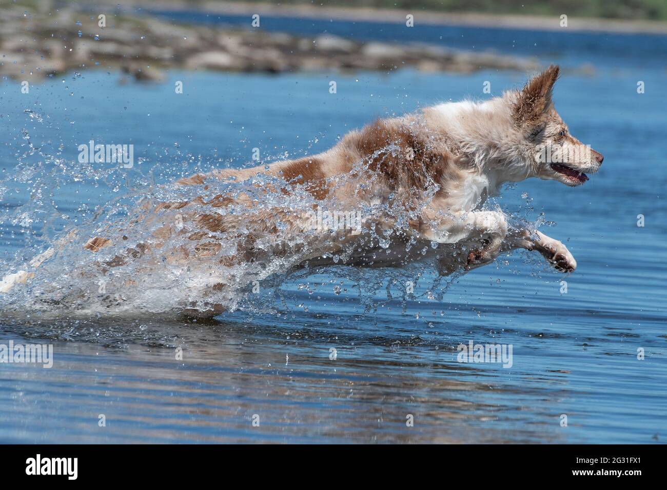 Border Collie kühlt sich in einem See ab Stockfoto