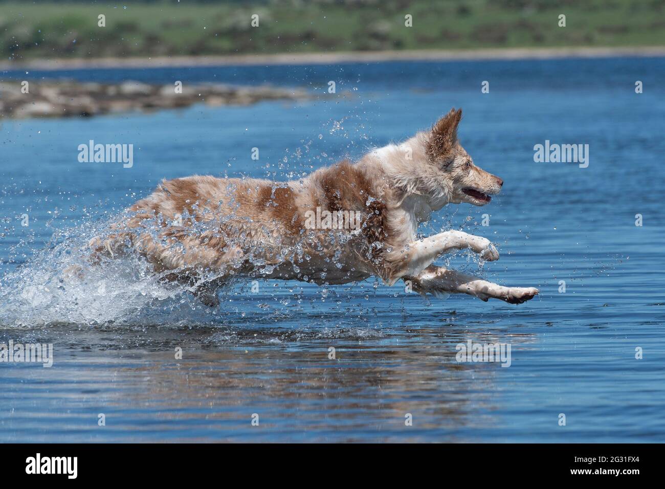Border Collie kühlt sich in einem See ab Stockfoto