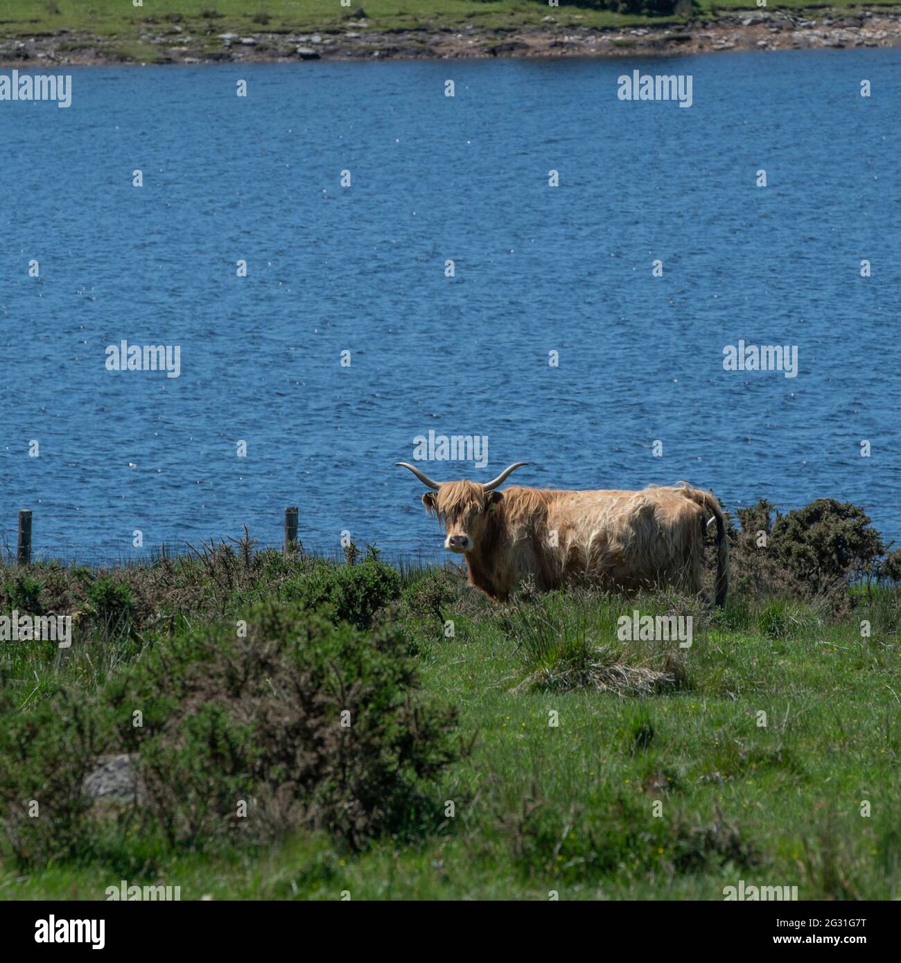 Highland Cows am Colliford Lake Stockfoto