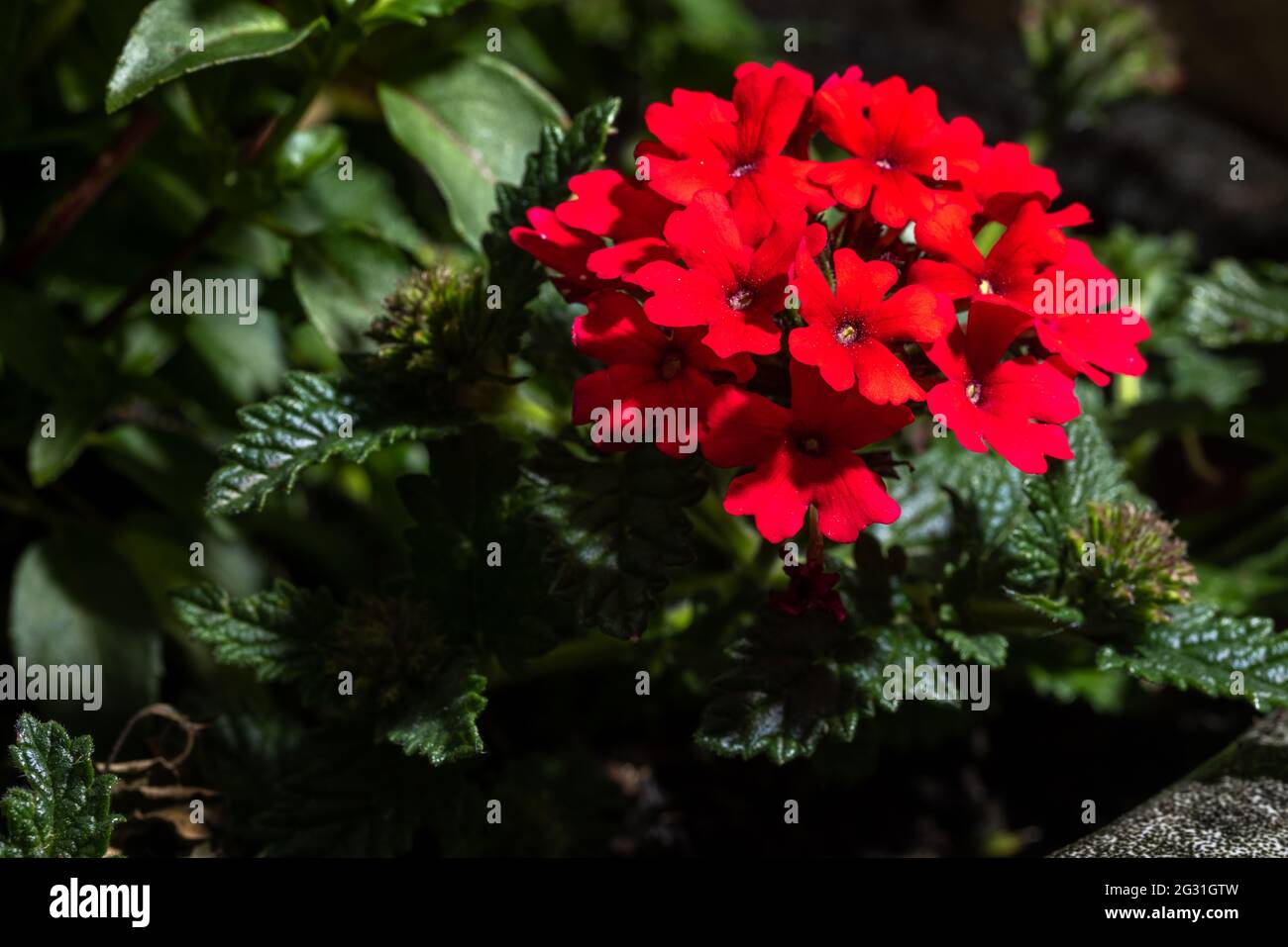 Red Verbena Stockfotos Und Bilder Kaufen Alamy