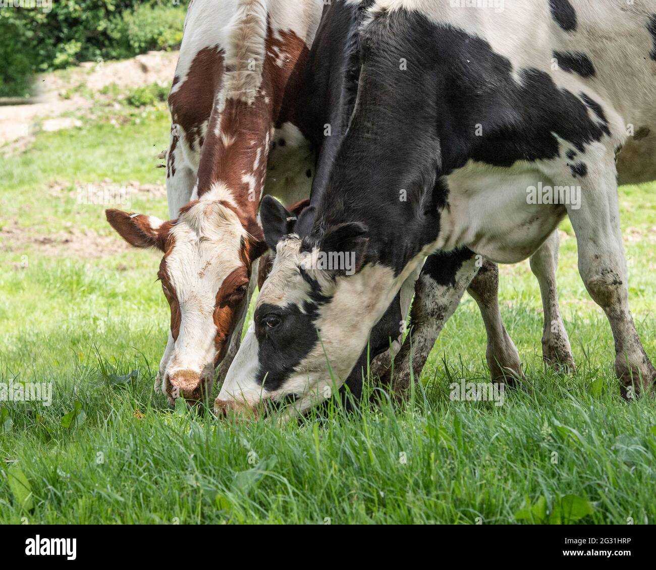 Milchkühe grasen Stockfoto