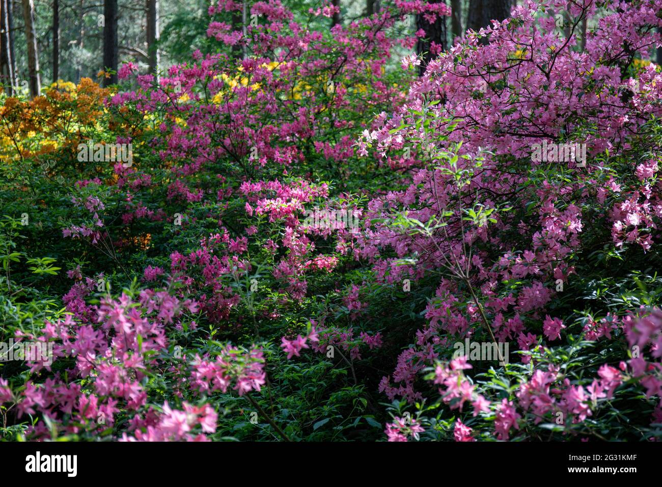 Verschiedene Rhododendronblüten im Haaga Rhododendron Park in Helsinki, Finnland Stockfoto