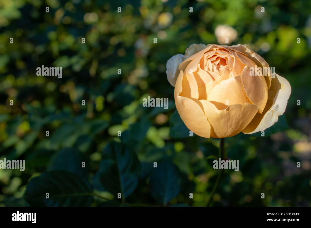 Die gelbe Rose, die die Gefühle von Glück und Fürsorge enthält und diesen Gefühlen entspricht, ist eine der Rosen, die auch Liebe repräsentiert. Stockfoto