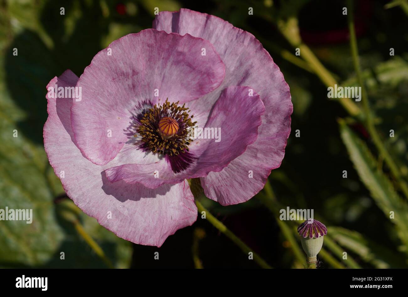 Nahaufnahme einer rosa Mohnblume. Papaver Rhoeas Stockfoto