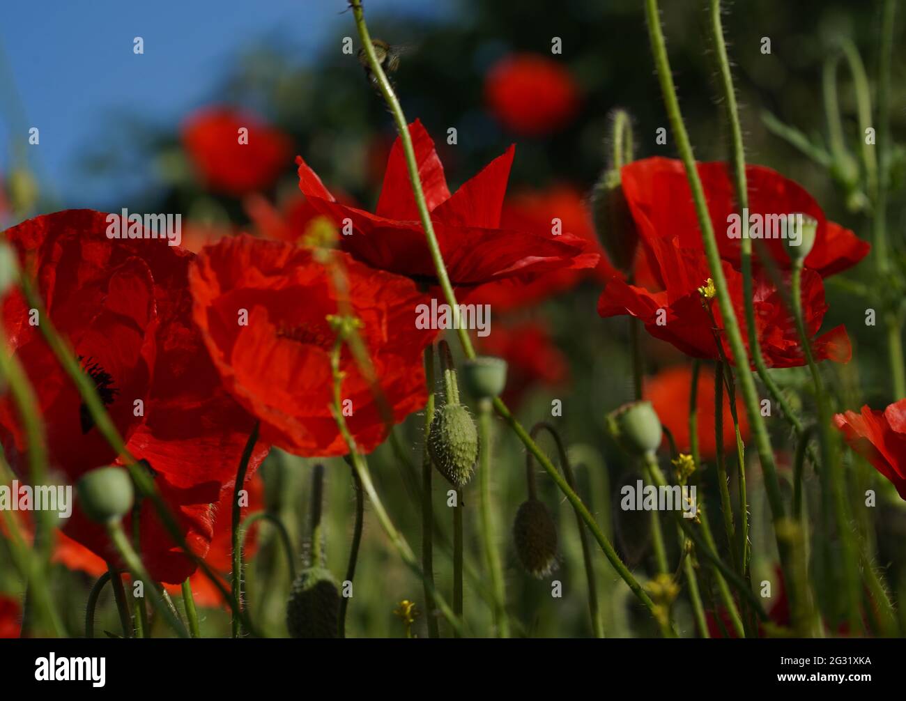 Gruppe von leuchtend roten Mohnblumen. Papaver-Rhoeas. Stockfoto
