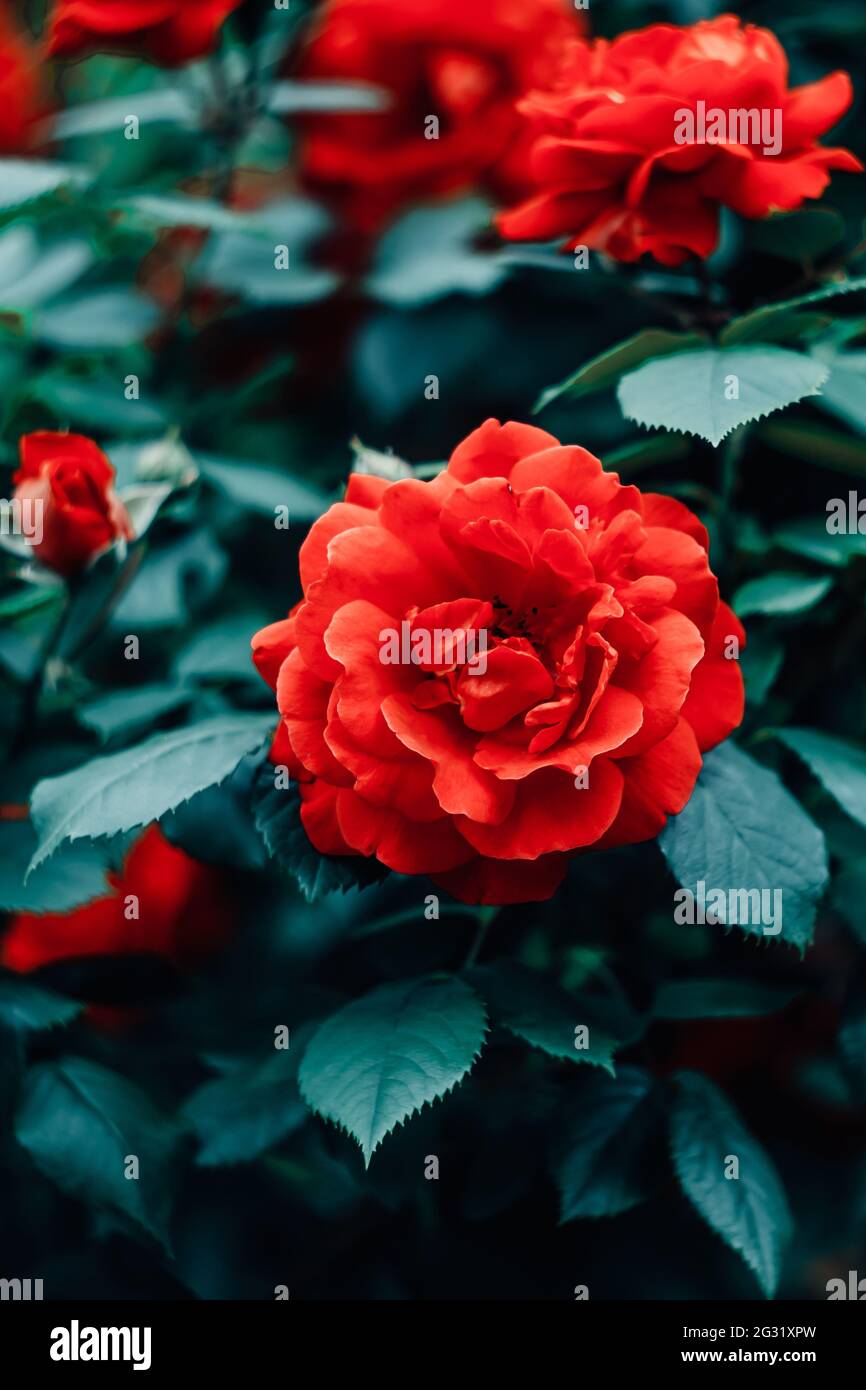 Rote Rosen im Garten. Romantische Karte mit Blumenmuster. Natur Hintergrund, blumige Tapete. Wilde Blumen. Gartenkonzept. Selektiver Fokus Stockfoto