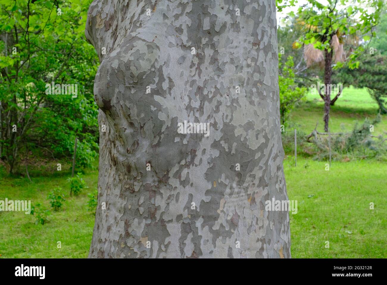 Der Baumstamm des westlichen Platanen-Baumes westlicher Platanen-Baum (Platanus racemosa), Rinde des Baumes. Stockfoto