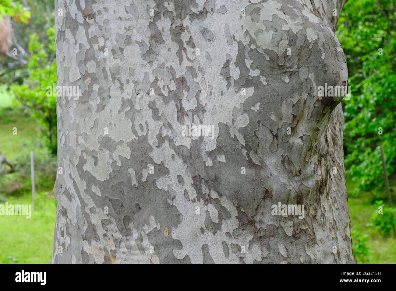 Der Baumstamm des westlichen Platanen-Baumes westlicher Platanen-Baum (Platanus racemosa), Rinde des Baumes. Stockfoto