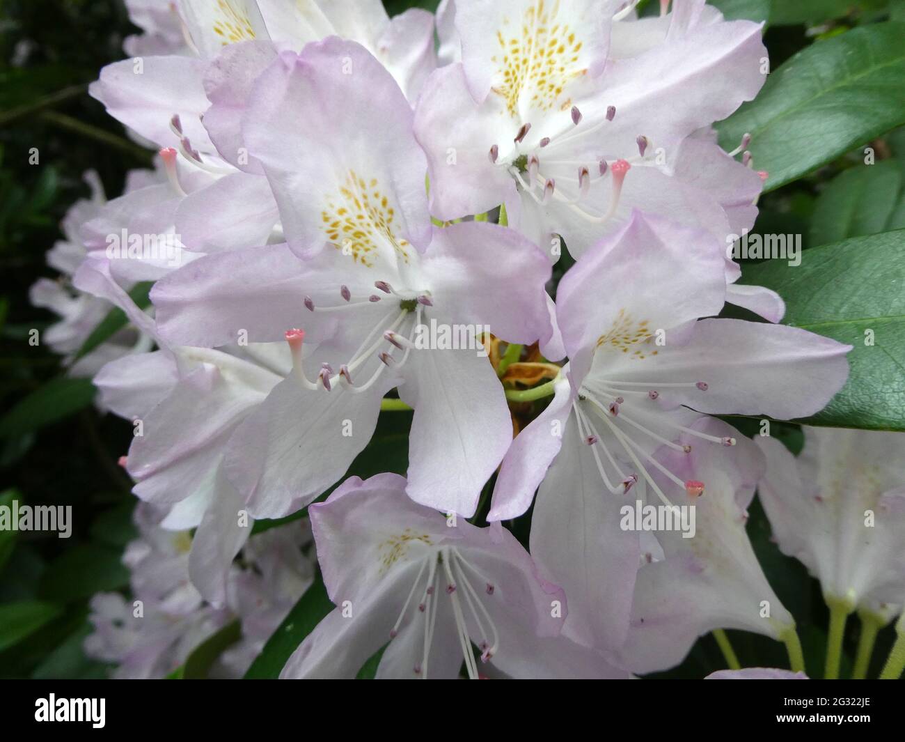 Nahaufnahme einer Rhododendronblüte: Weiß mit einem weichen violett-rosa Rand Stockfoto