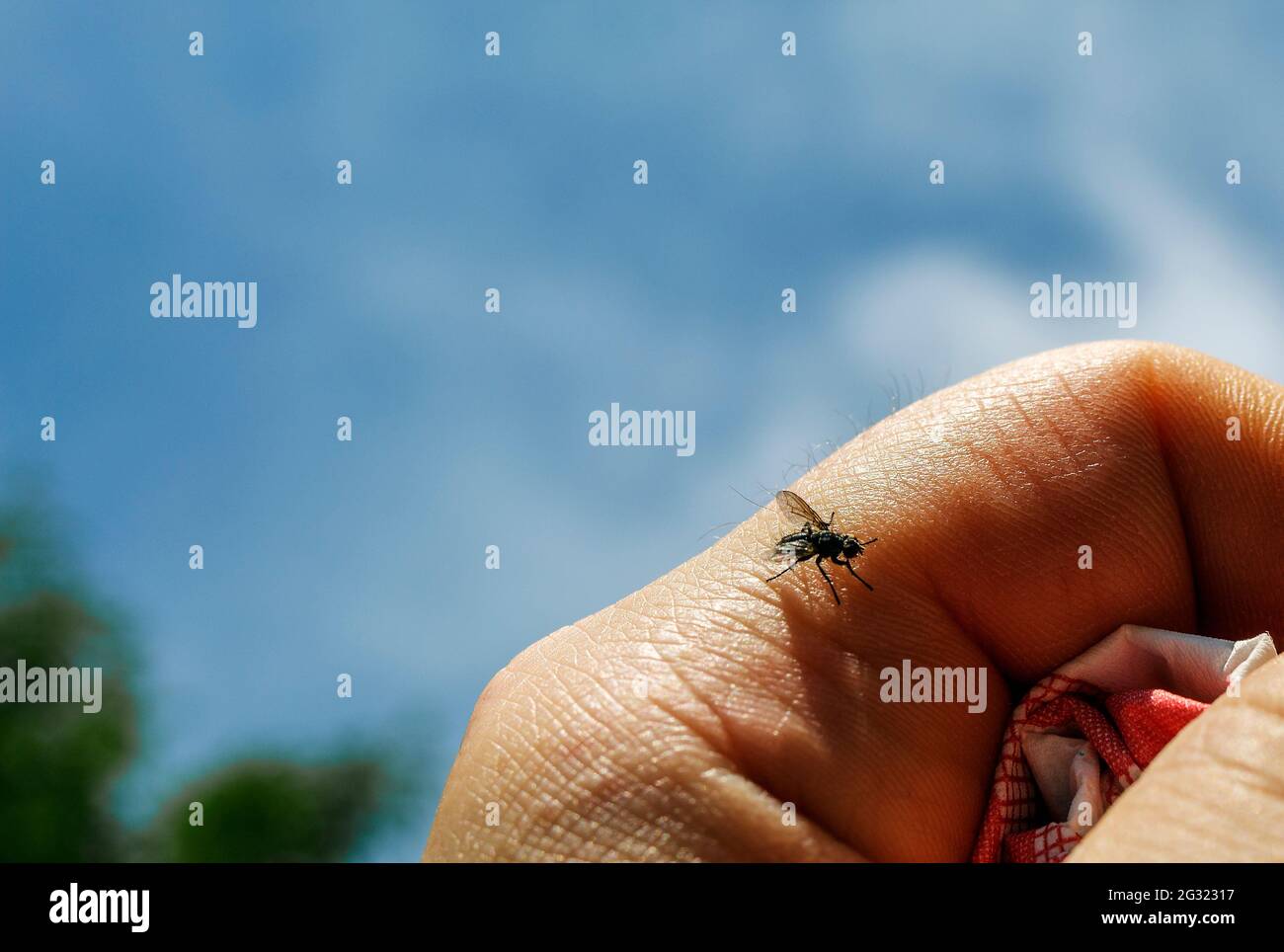 Eine kleine Fliege, die auf einem Finger ruht Stockfoto