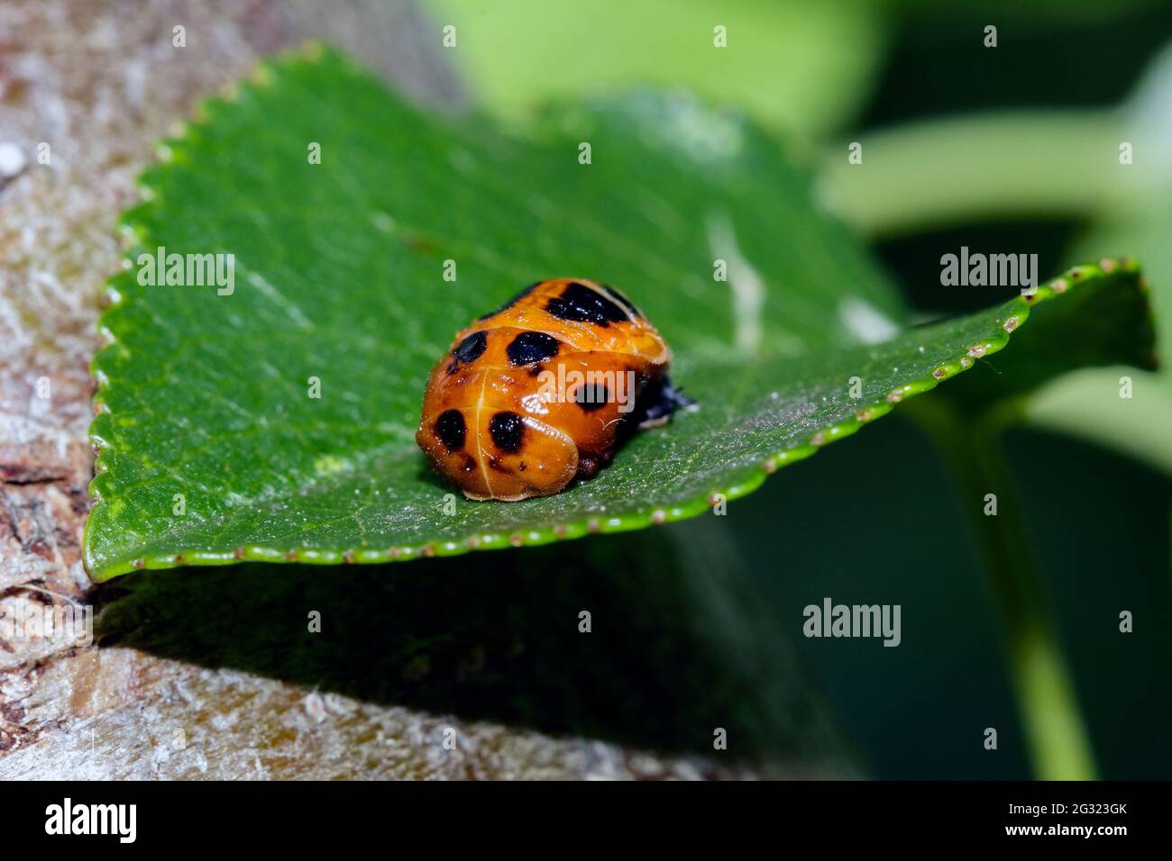 Ein orangefarbener Marienkäfer Stockfoto