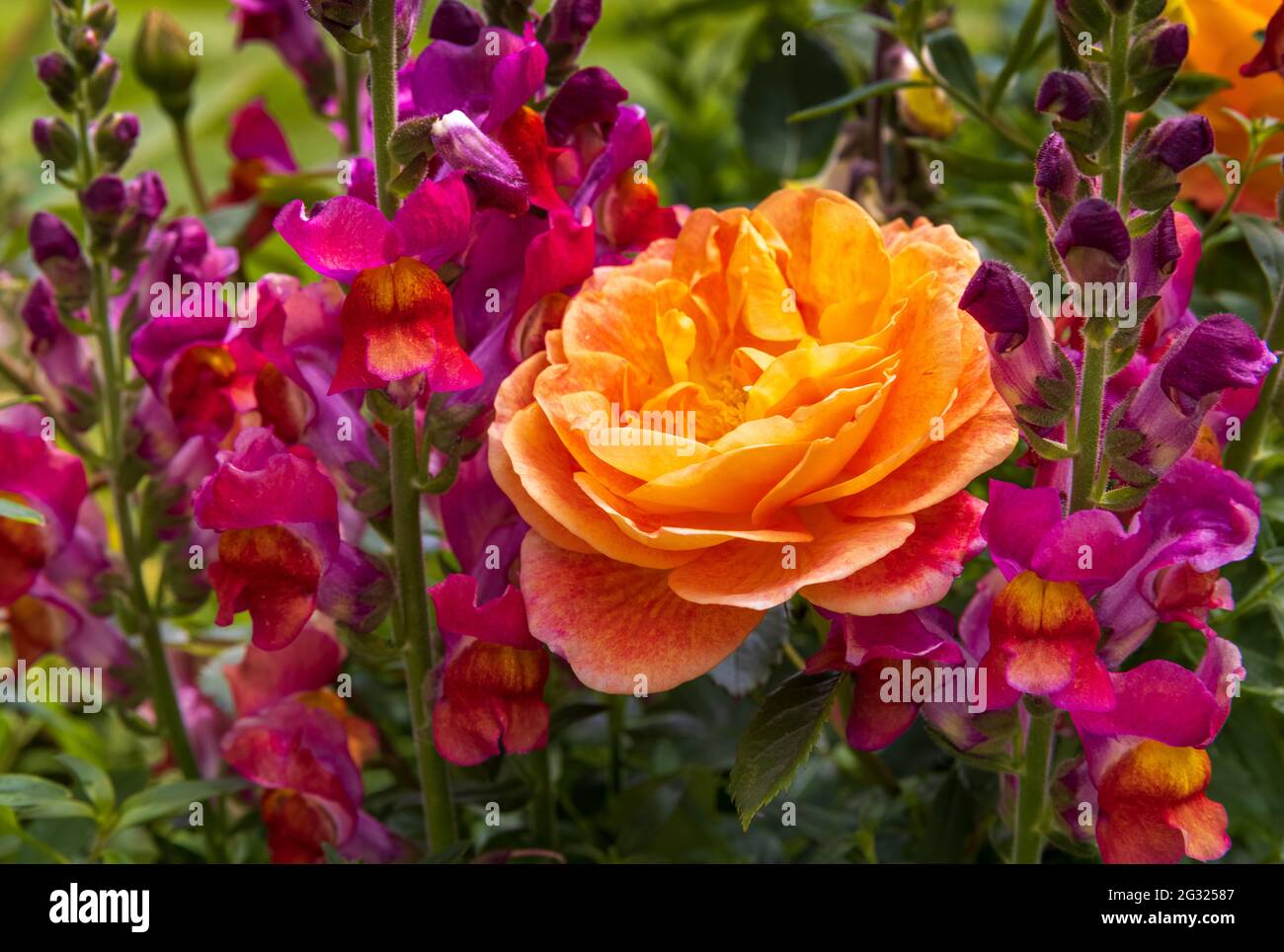 Die Dame von Shalott ist von Antirhinum umgeben, das auch als Snapdragons bekannt ist Stockfoto