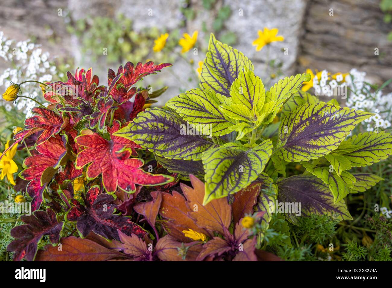 Wunderbare Minzfamilie mit verschiedenen Farben in einem lokalen Erholungsgebiet in Verbania, Italien Stockfoto