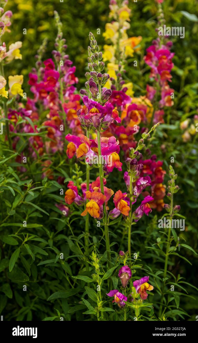 Schöne Darstellung von Antirrhinum, auch bekannt als Snapdragons Stockfoto