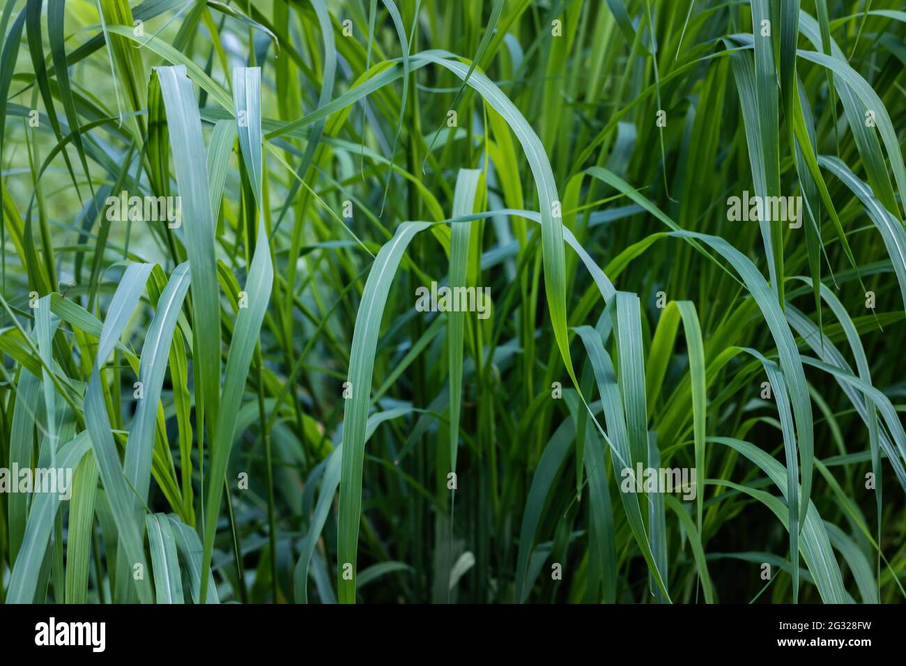 Grünes langes Gras in der Nähe am Nachmittag des Sommers. Stockfoto