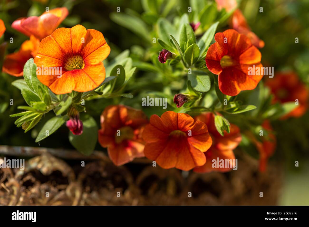 Calibrachoa „Callie Apricot“ Stockfoto